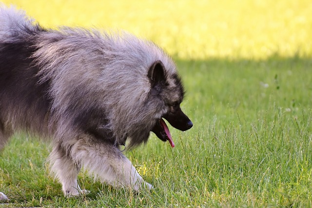 Keeshond