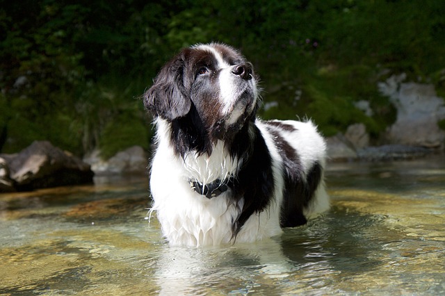 Fluffy Dog Breeds Landseer