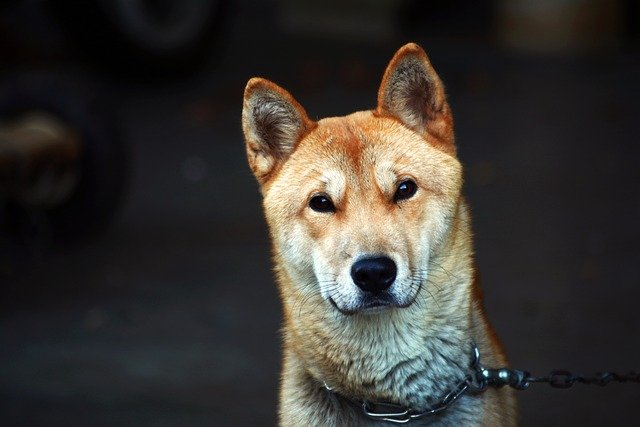 Korean Jindo