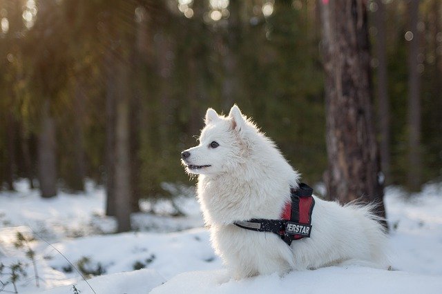 japanese spitz