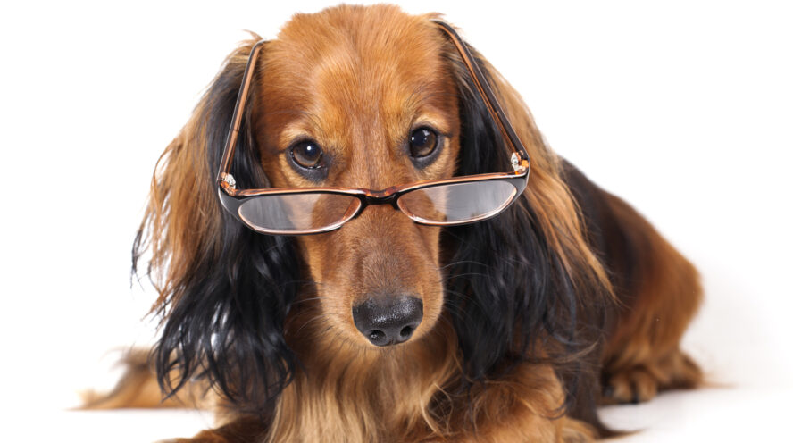 longhaired dachshund cover dachshund facts