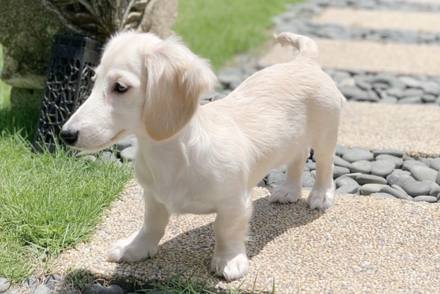 Clear Cream Dachshund