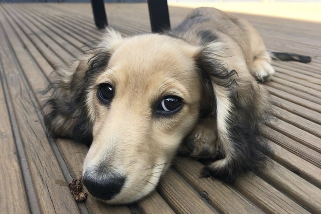 shaded cream dachshund