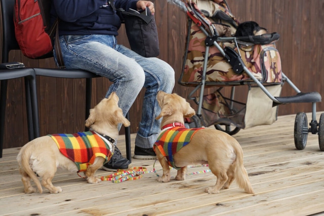 English Cream Dachshund