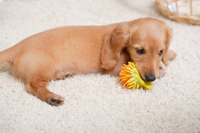 American Cream Dachshund