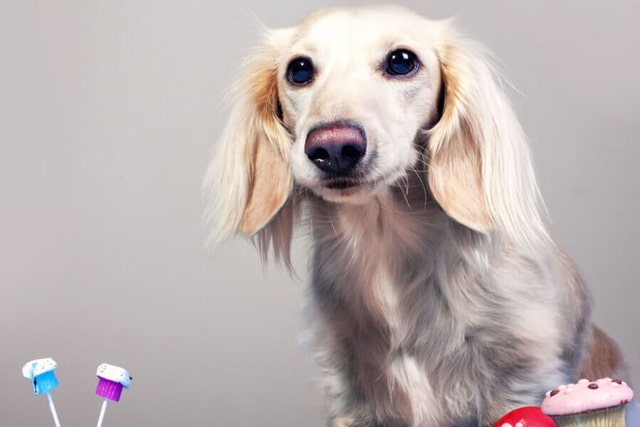 English Cream Dachshund