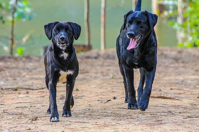 how can you tell between a male and female dog