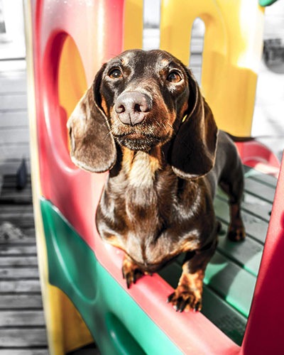 Dachshund Dalmatian Mix