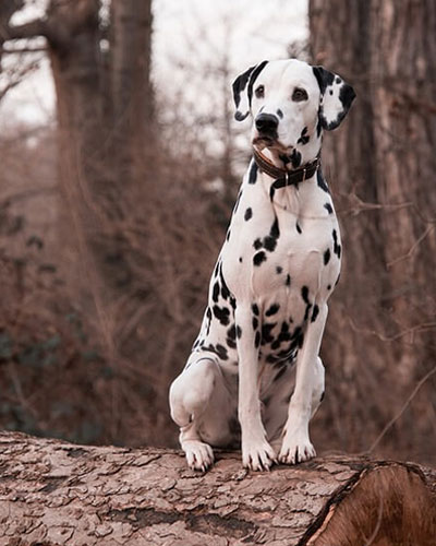 Dachshund Dalmatian Mix