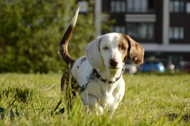 dachshund colours: double dapple dachshund