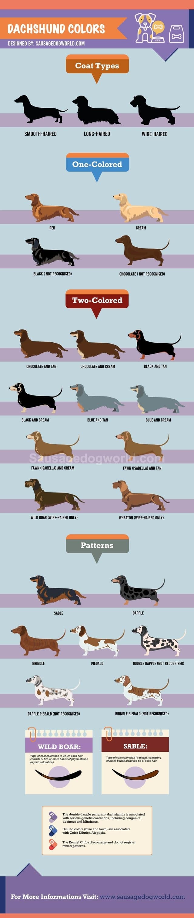 dachshund colours
