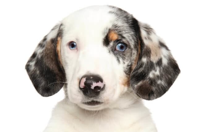 dachshund colours, double dapple dachshund