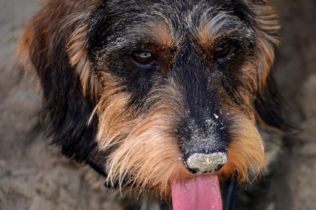 wirehaired dachshund