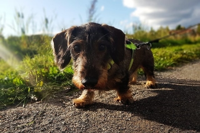 wirehaired dachshund