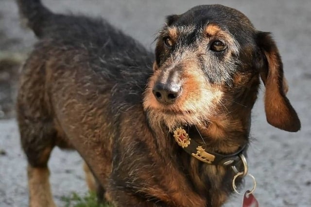 wire-haired dachshund