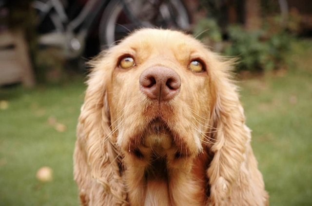 dogs with green eyes