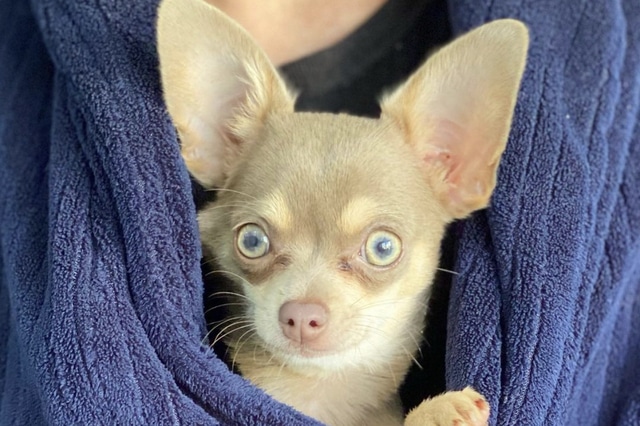 dogs with green eyes