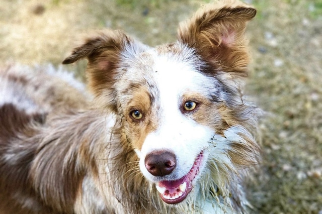 dogs with green eyes