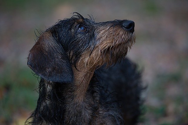 dachshund bathing