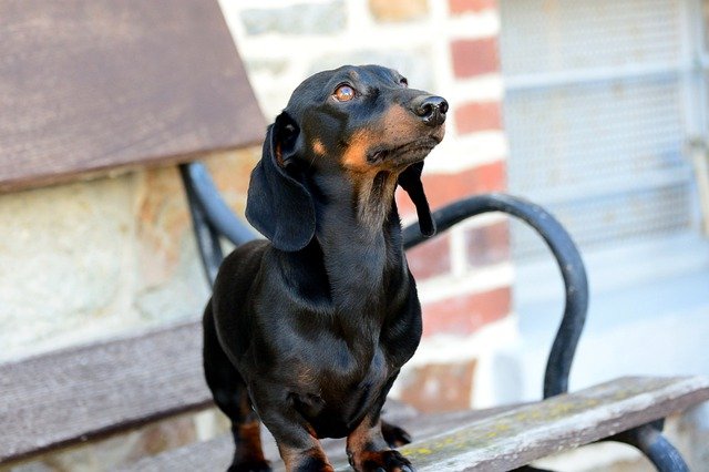 Most Common Leg Problems In Dachshunds & How To Prevent Them