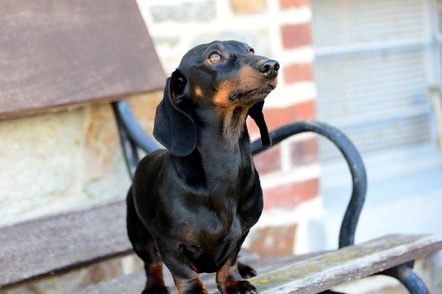 dachshund rescues USA