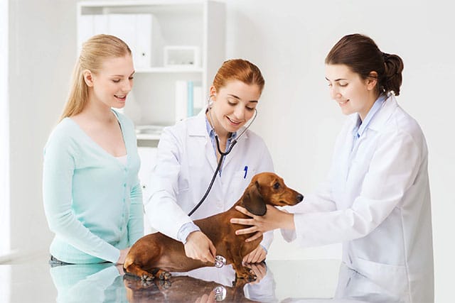 Dachshund at the vet