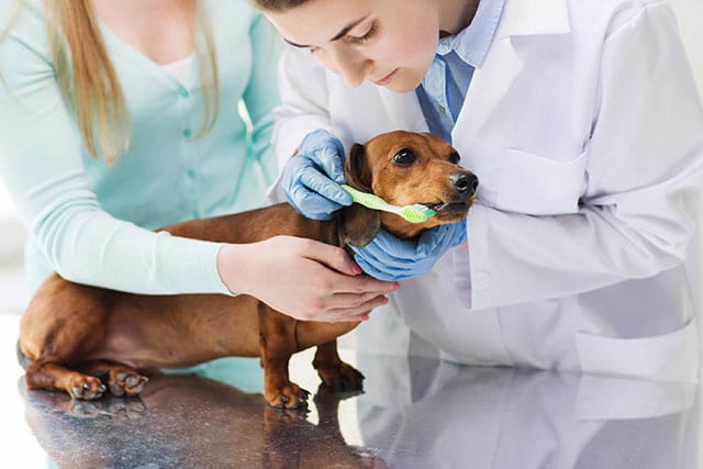 Dachshund care: dental hygiene