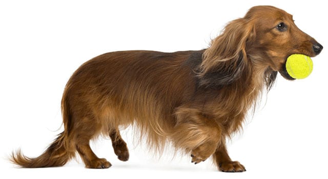 Long-haired dachshund with the ball