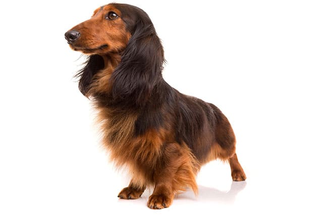 Dachshund care: grooming and brushing