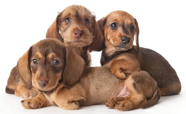 Dachshund puppies