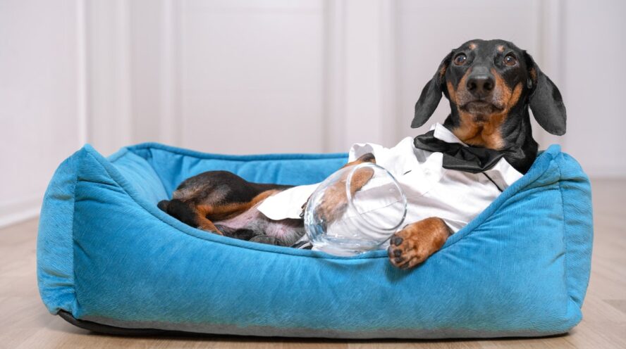 Dachshund dog beds Cover