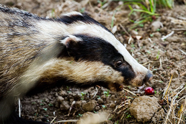 badger is the main prey for a dachshund