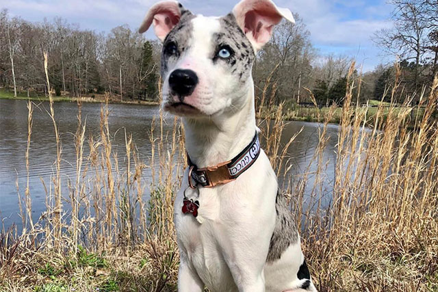 catahoula pit bull mix