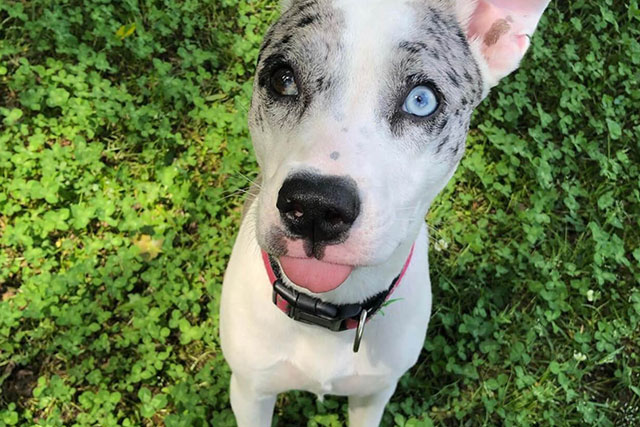 catahoula pit bull mix