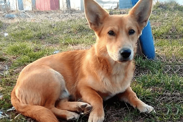 corgi dachshund mix