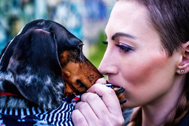 Dachshund and his owner. Emotional connection with the owner is essential for dachshund higher life expectancy.