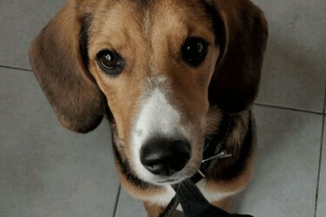 Dachshund Beagle Mix