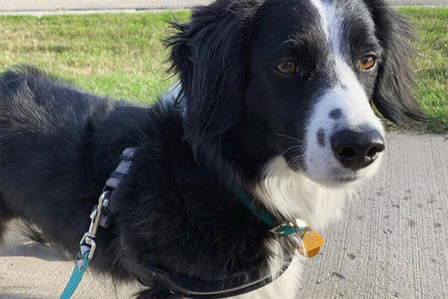 dachshund border collie mix