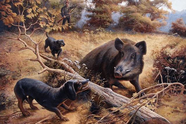 dachshunds hunting wild boar