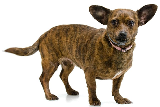 dachshund chihuahua mix