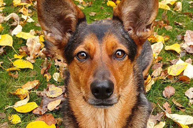 dachshund german shepherd cross