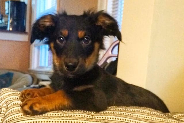 dachshund german shepherd mix