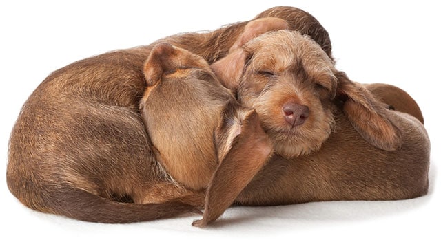 Smooth-haired dachshund puppies. Dachshunds are good family dogs