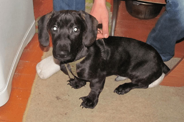 Dachshund Lab Mix - Dachsador