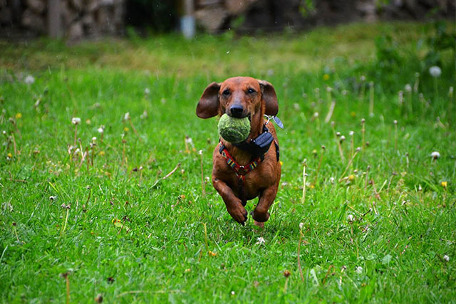 Regular exercise is very important for dachshund longer and happier life