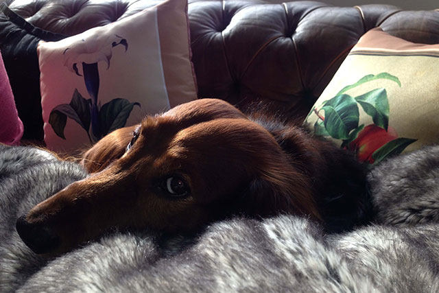 Smooth haired dachshund on the sofa