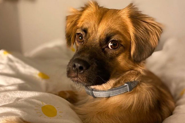 dachshund pekingese mix