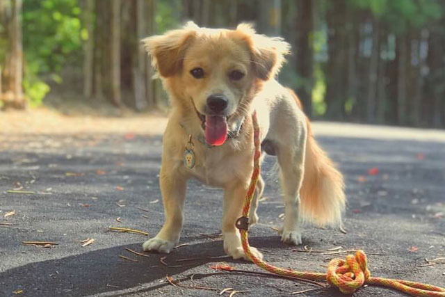 Dachshund Pekingese mix