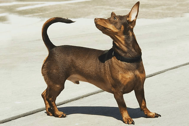 dachshund min pin mix