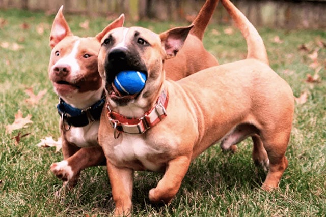 dachshund pit bull mix